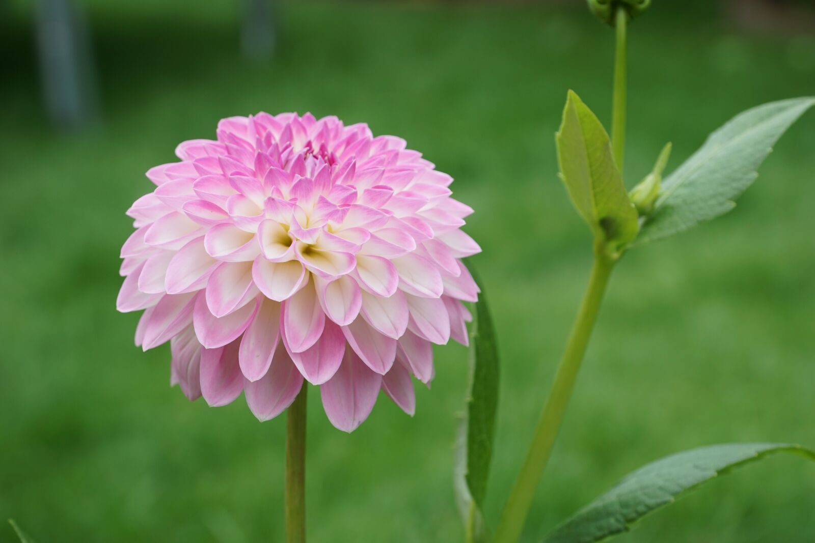 Sony a6000 + Sony E PZ 18-105mm F4 G OSS sample photo. Flower, plant, nature photography