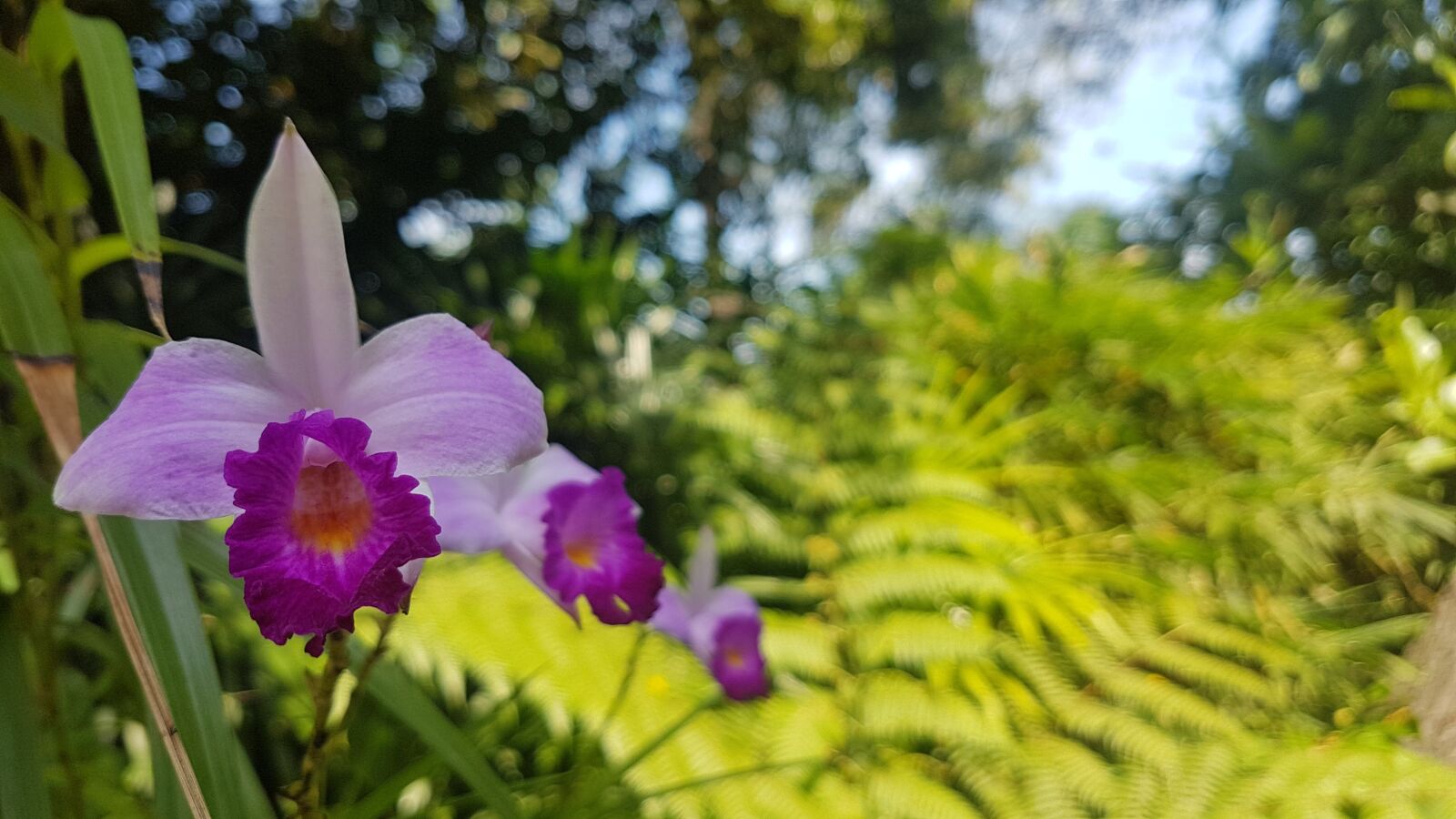 Samsung Galaxy S7 sample photo. Orchids, flower, nature photography