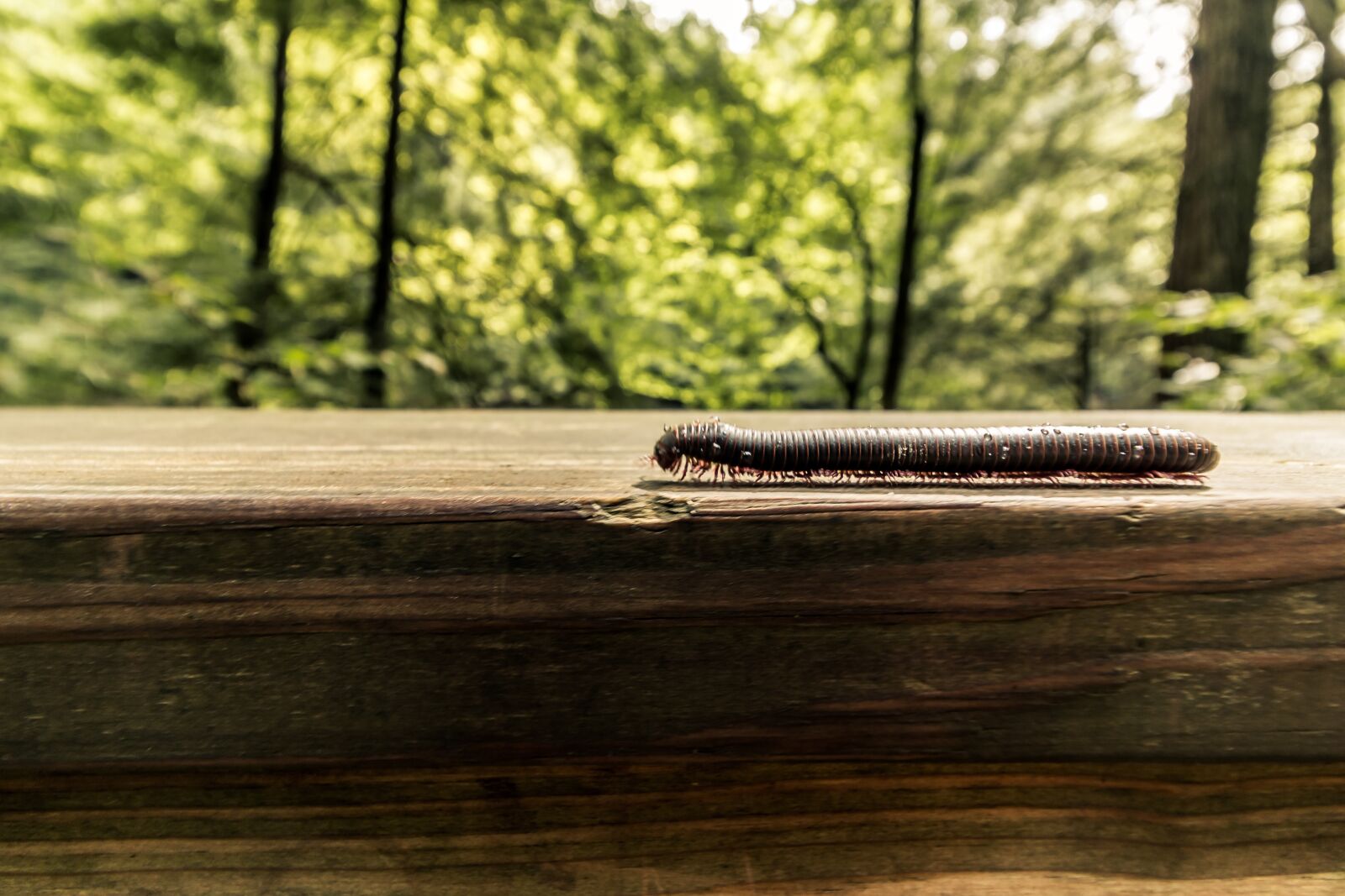 Canon EOS 70D + Canon EF-S 10-18mm F4.5–5.6 IS STM sample photo. Nature, centipede, insect photography