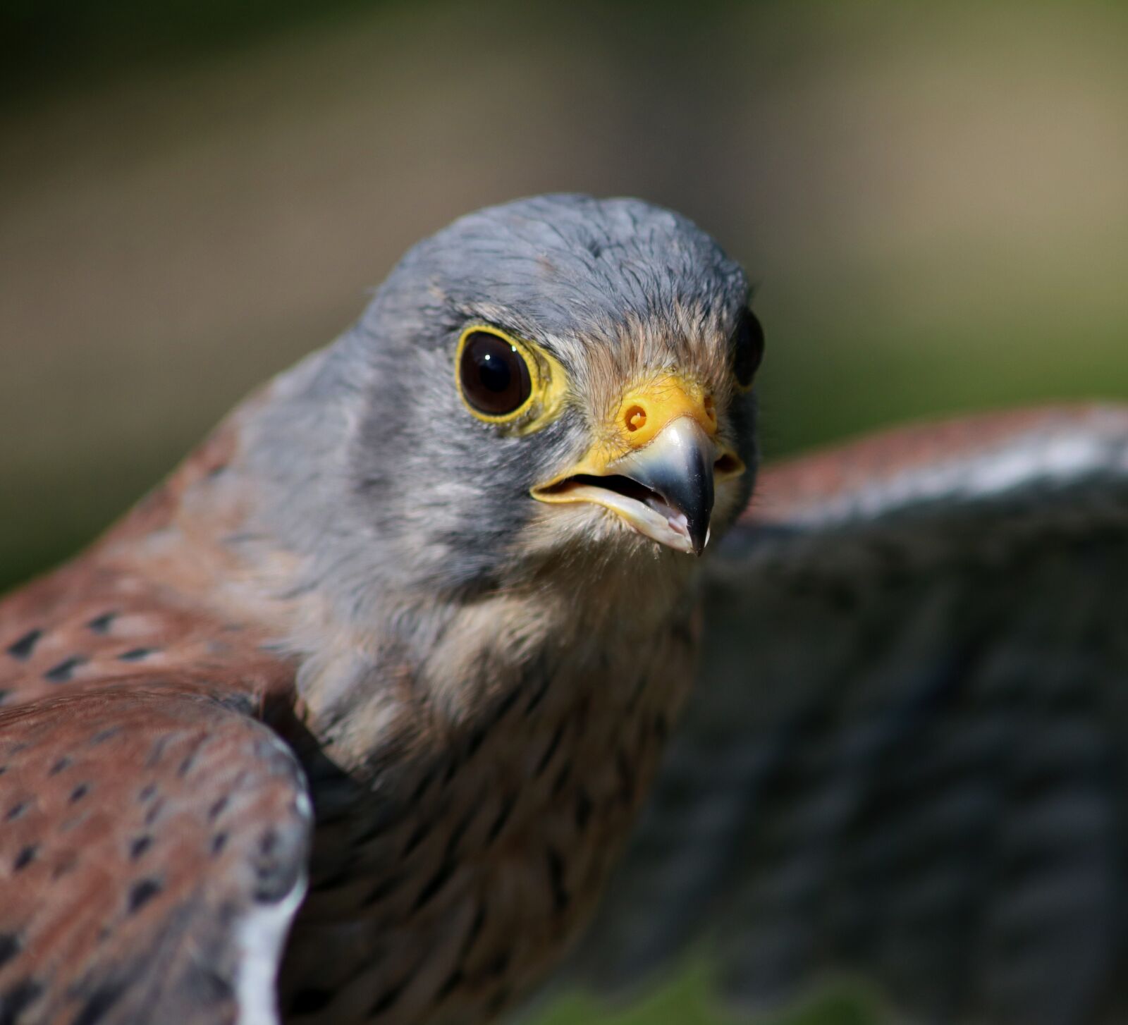 Canon EOS 750D (EOS Rebel T6i / EOS Kiss X8i) sample photo. Male kestrel, kestrel, male photography