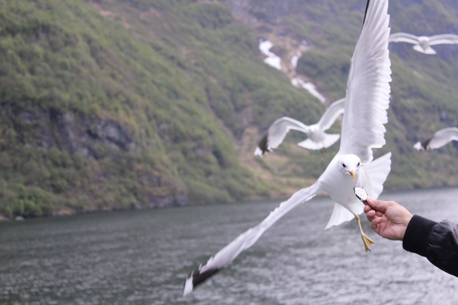 Canon EOS 550D (EOS Rebel T2i / EOS Kiss X4) sample photo. Seagull, norway, fjord photography