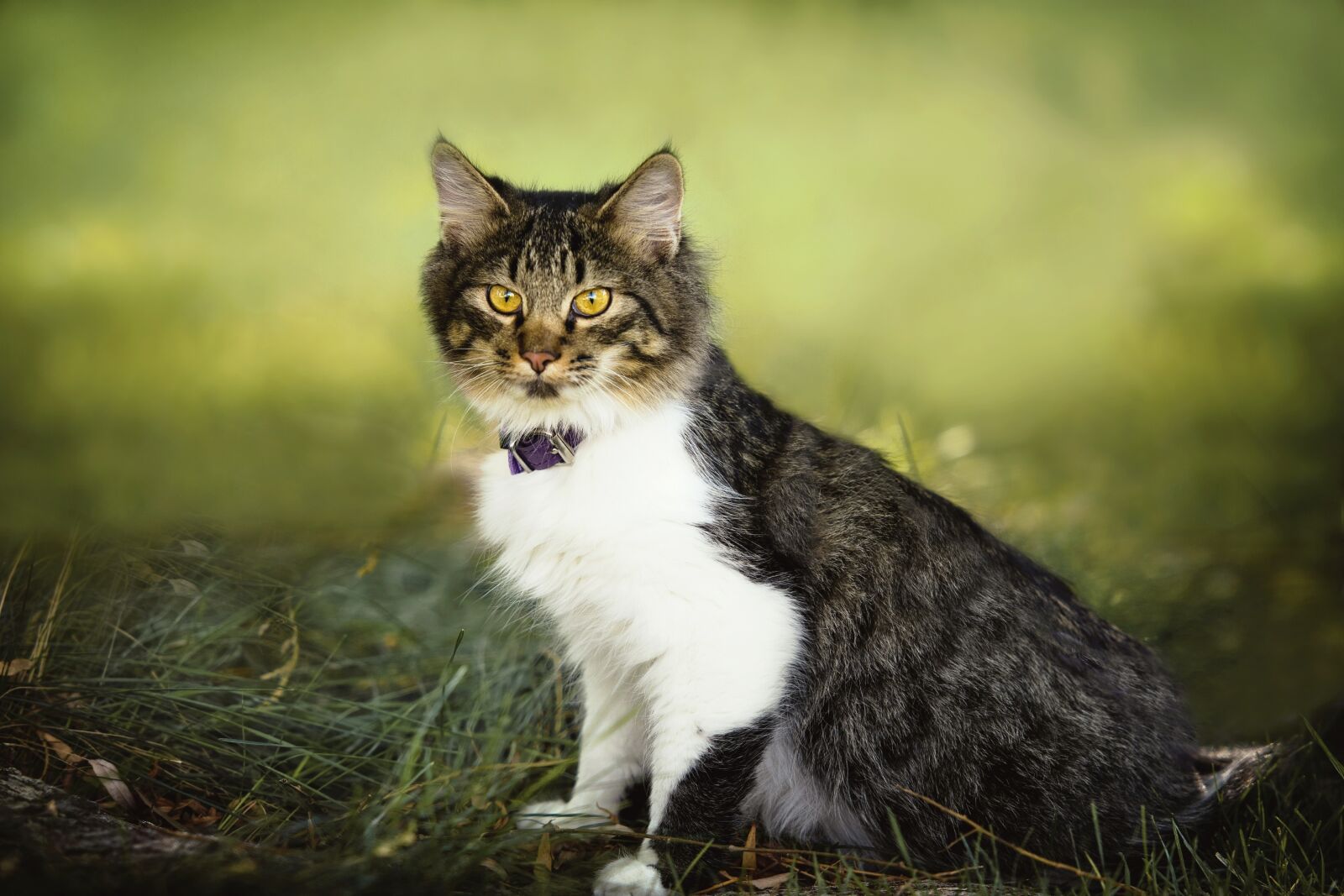 Nikon D7200 sample photo. Cute, animal, nature photography