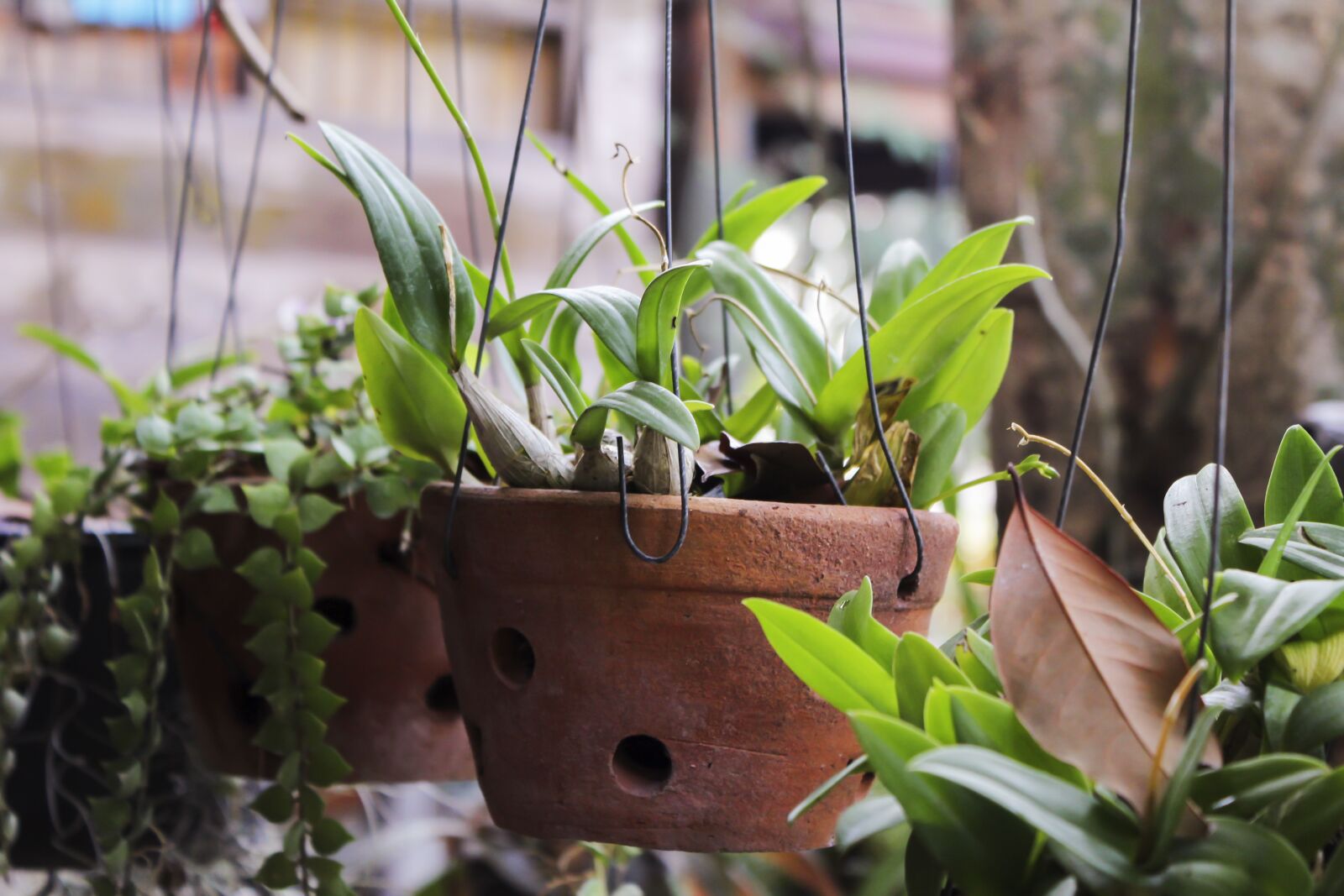 Canon EOS 600D (Rebel EOS T3i / EOS Kiss X5) sample photo. Plants, pot, bloom photography