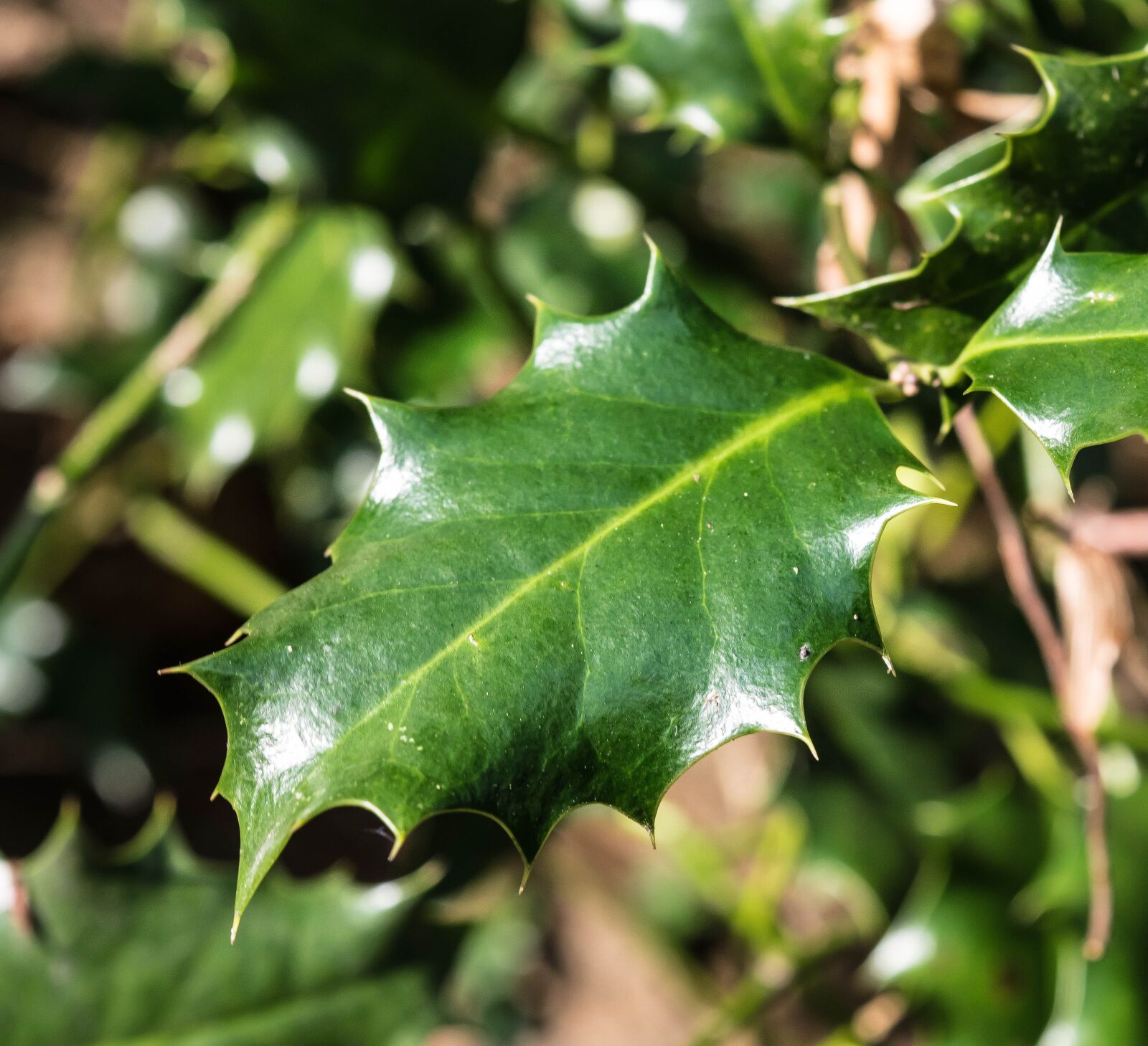 Nikon D3300 sample photo. Leaf, holly, spiny photography