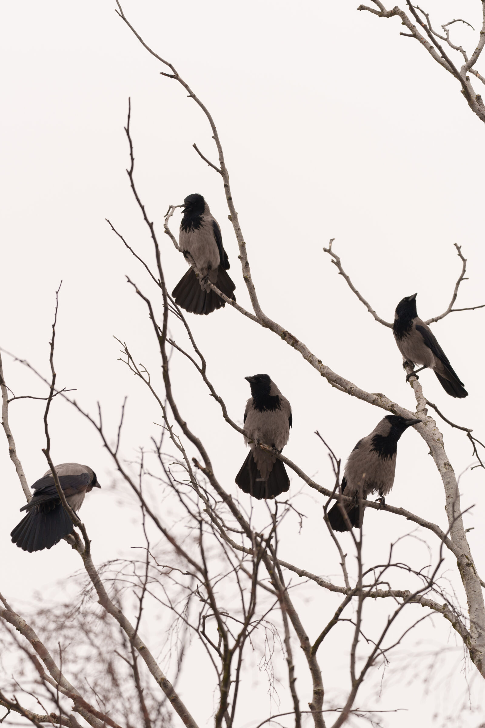 Sony a7R V sample photo. Birds of the tree photography