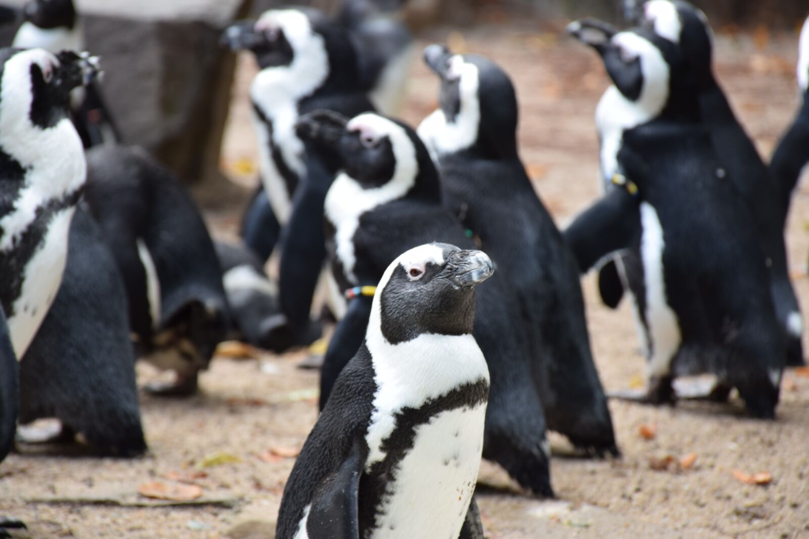 Nikon D5300 sample photo. Zwartvoetpingu n, brilpingu n photography