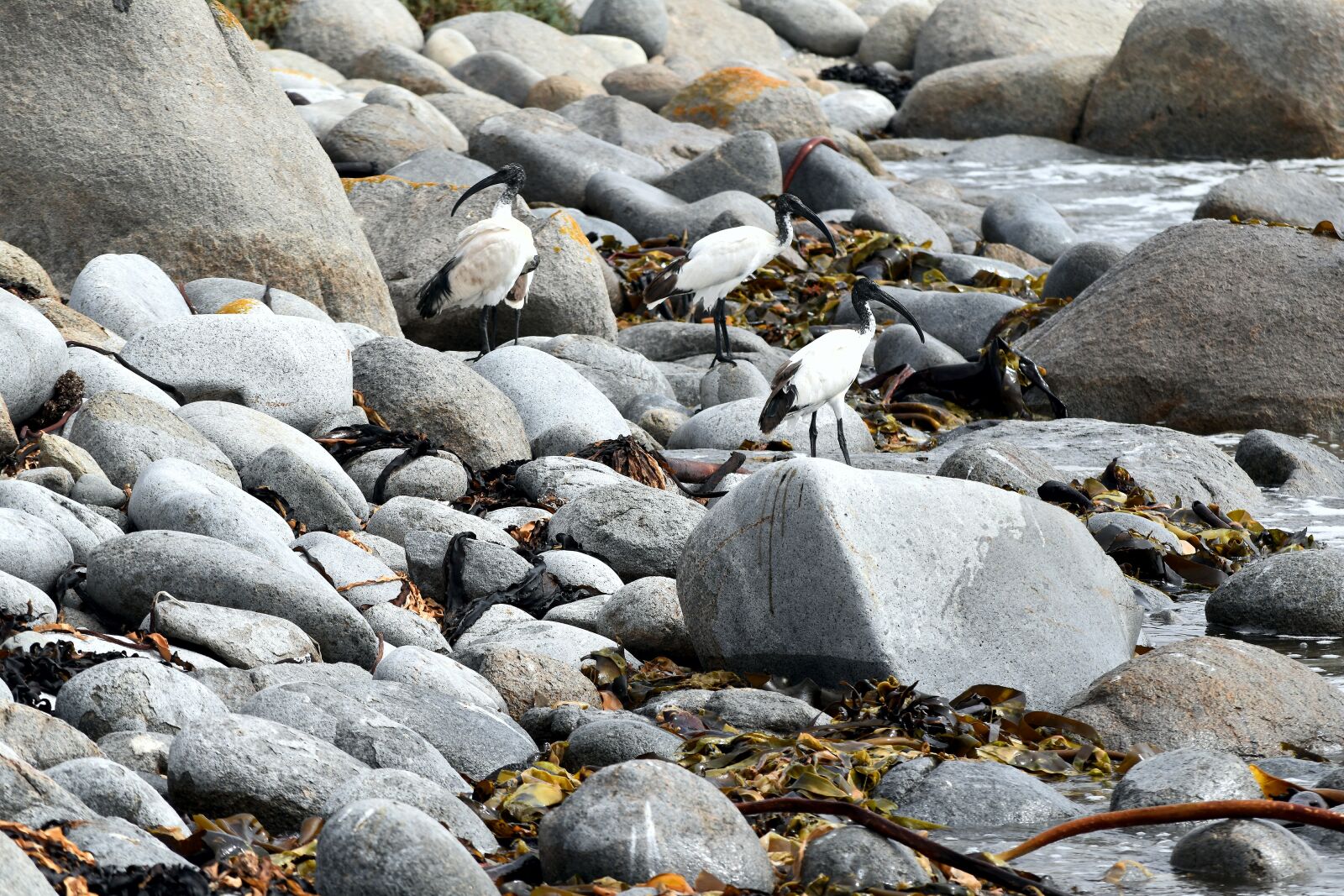 Nikon D5500 sample photo. Bird, avian, sacred ibis photography