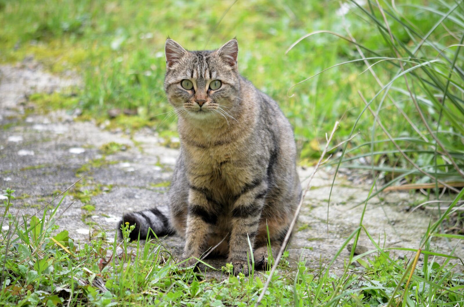 Nikon D5100 sample photo. Cat, feline, animal photography