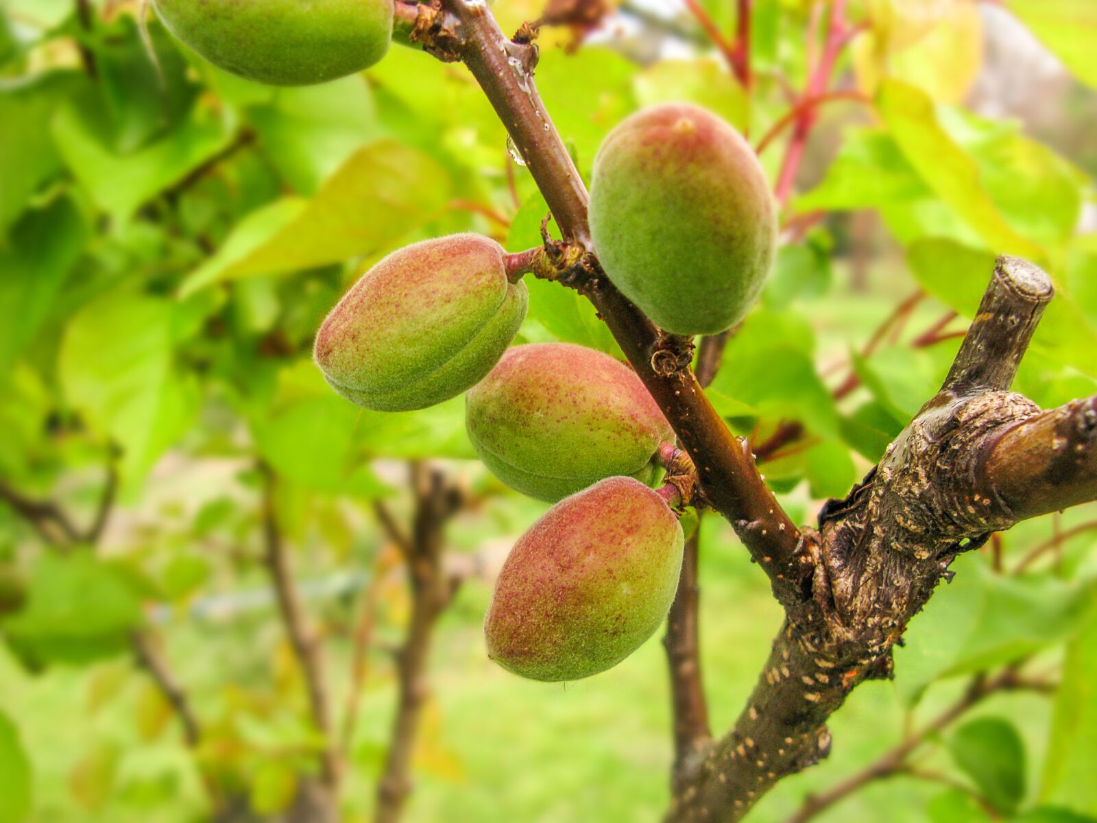 Canon POWERSHOT G9 sample photo. Nature, peach, logany friends photography