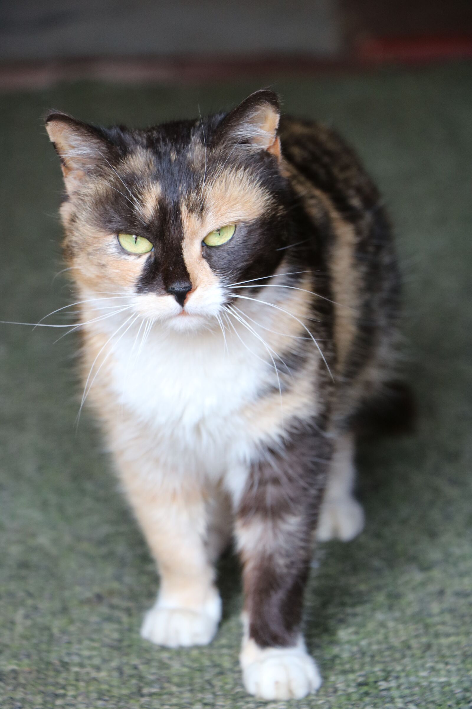 Canon EOS 750D (EOS Rebel T6i / EOS Kiss X8i) sample photo. Cat, mammals, pet photography