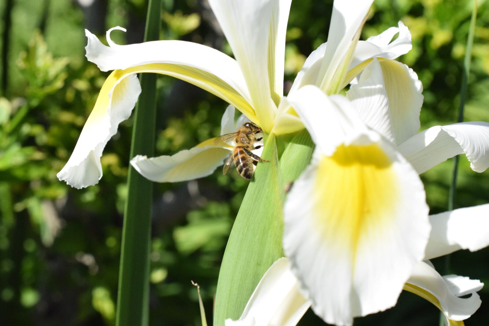 Nikon D5300 sample photo. Bee, flower, insects photography