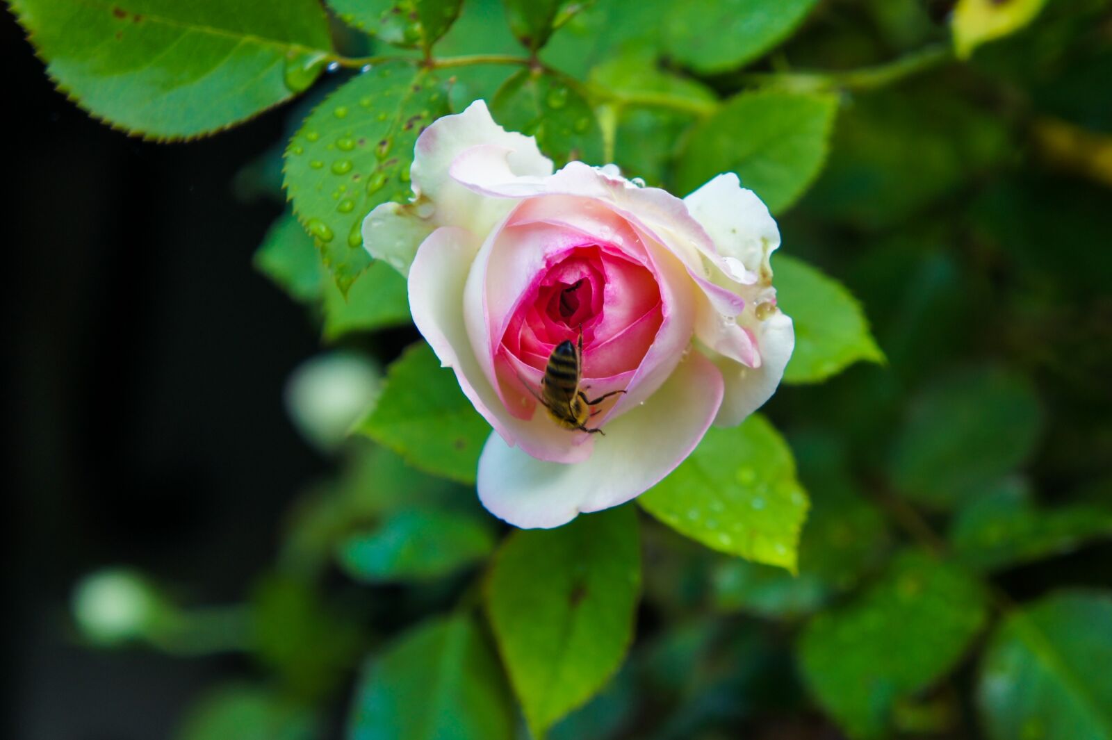 Sony Alpha NEX-3 + Tamron 18-200mm F3.5-6.3 Di III VC sample photo. Pink, roses, nature photography