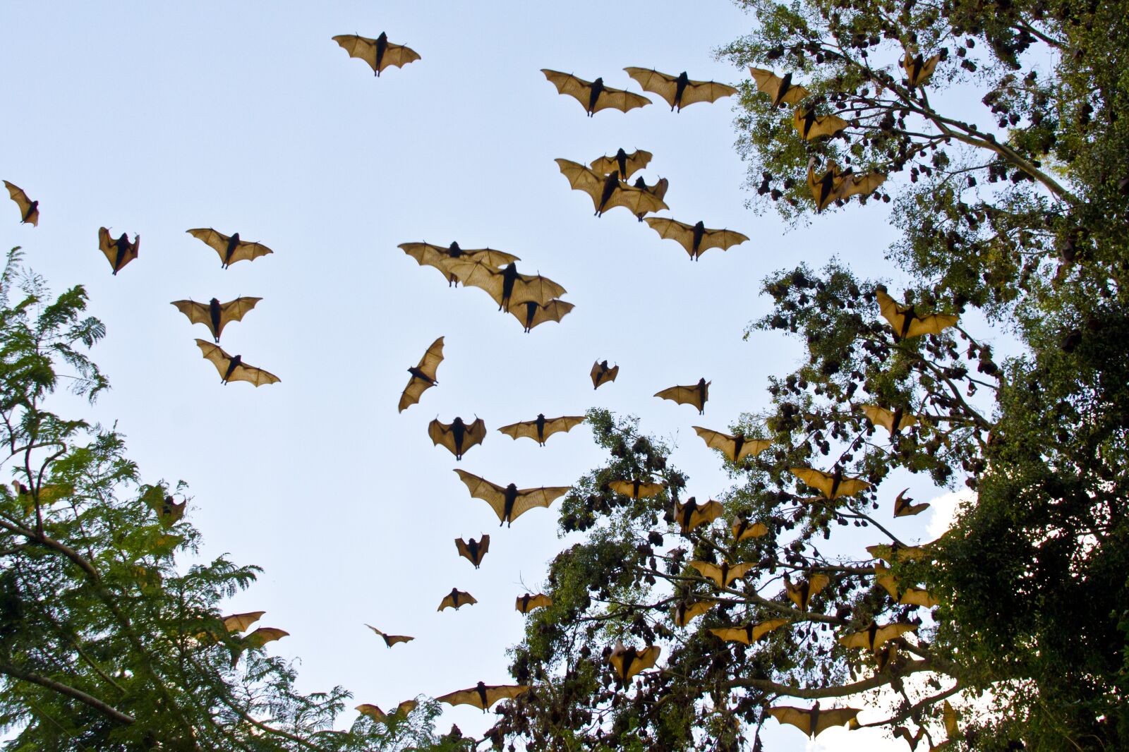 Nikon D7000 sample photo. Bats, flying foxes, fruit photography