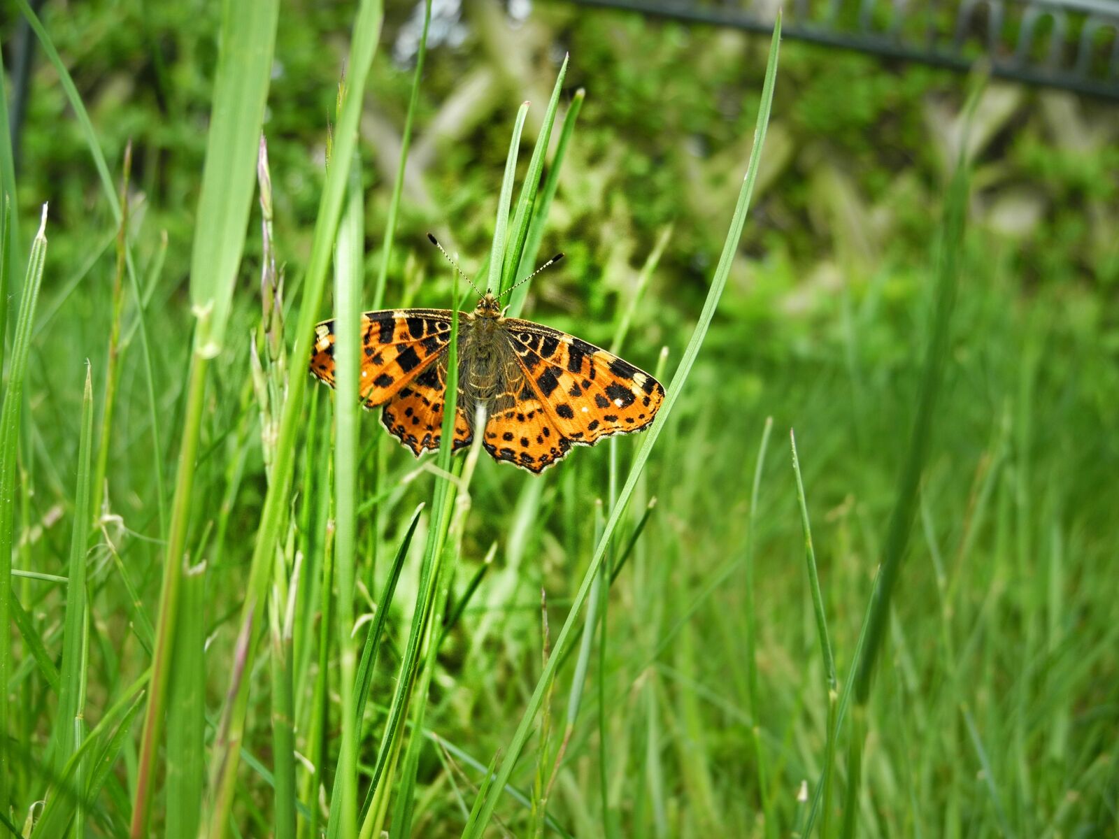 Nikon Coolpix P7000 sample photo. Meadow, green, butterfly photography