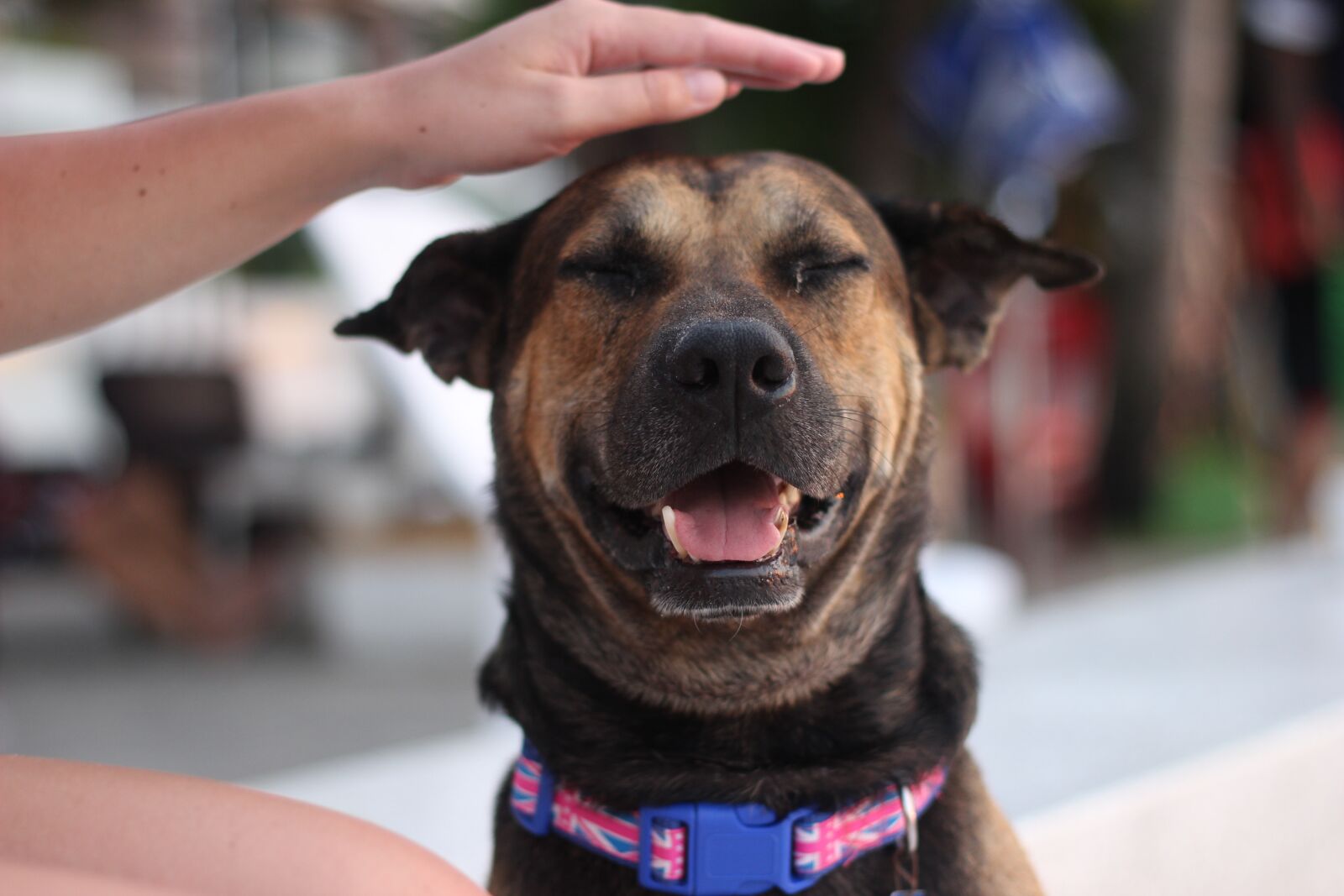 Canon EOS 600D (Rebel EOS T3i / EOS Kiss X5) + Canon EF 50mm F1.8 II sample photo. Dog, animal, cute photography