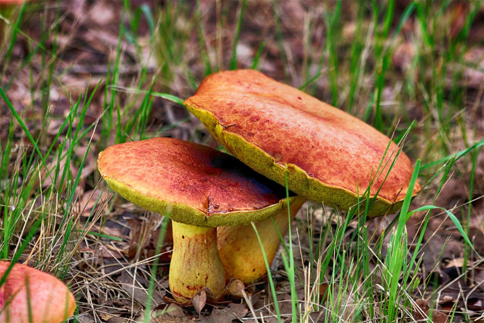 Canon EOS 750D (EOS Rebel T6i / EOS Kiss X8i) sample photo. Mushroom, fungi, vegetable photography