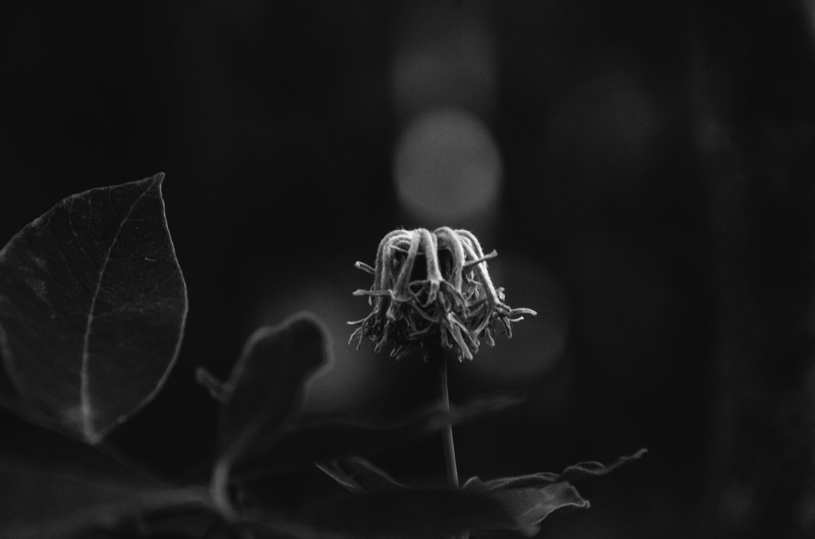 Nikon D7000 sample photo. Black and white, mood photography