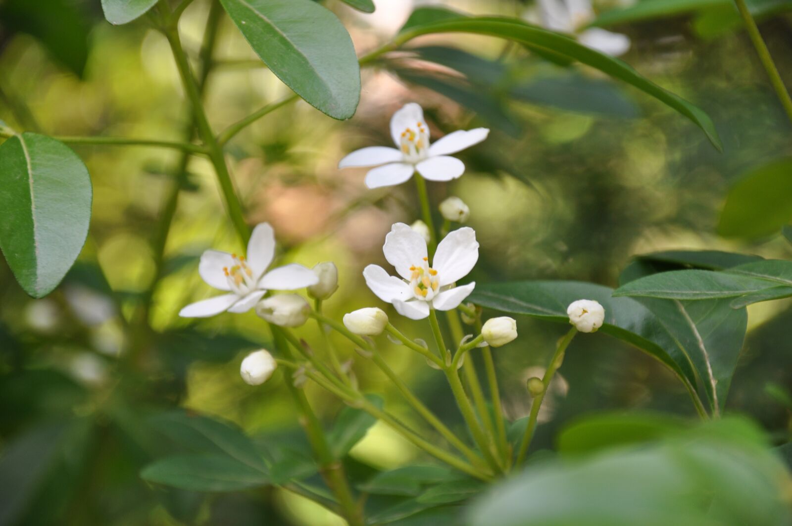 Nikon D90 sample photo. Flowers, spring, nature photography