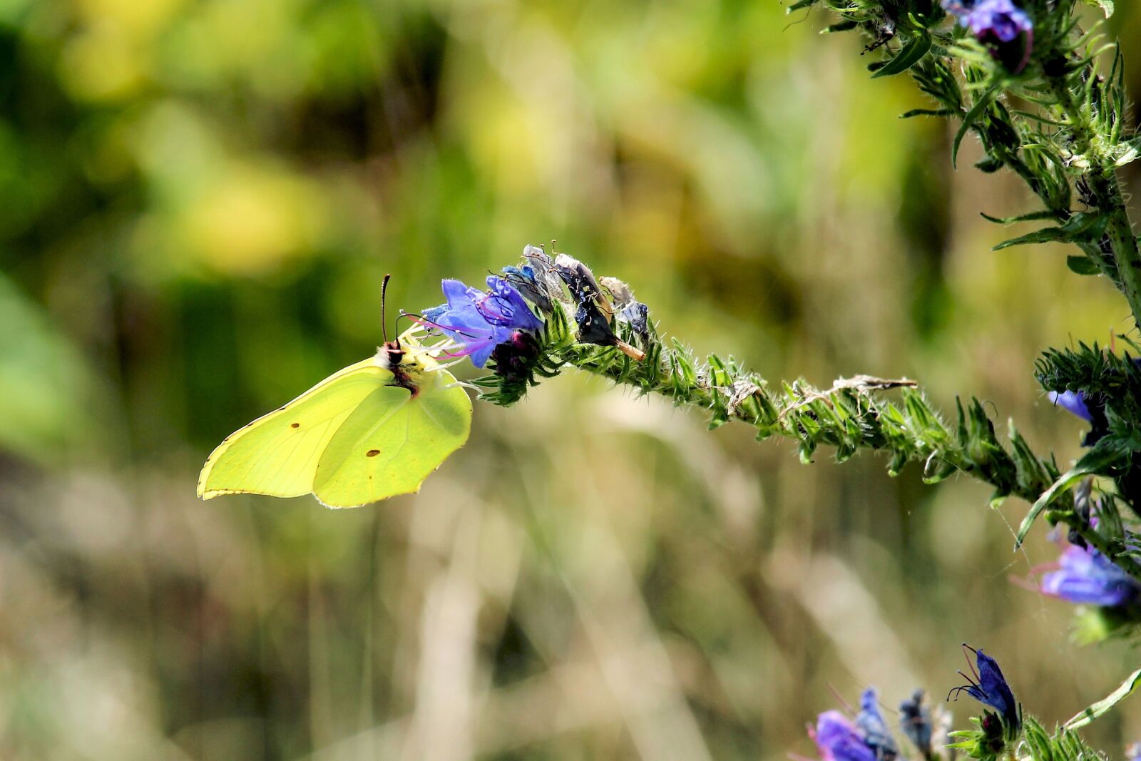 Canon EF-S 55-250mm F4-5.6 IS STM sample photo. Gonepteryx rhamni, butterfly, insect photography