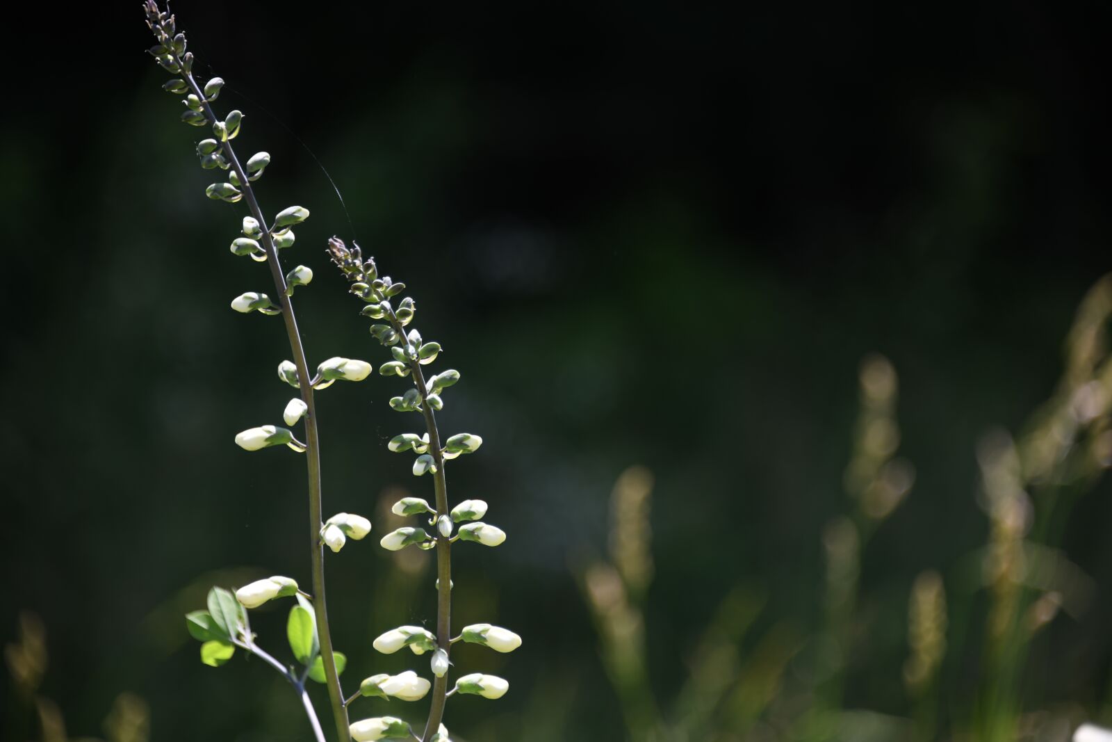 Nikon D850 sample photo. Indigo, wildflower, white photography