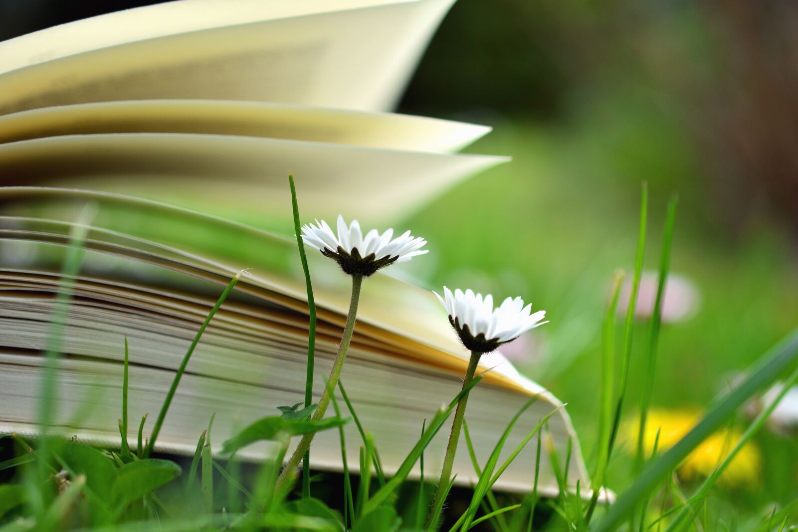 Nikon D5200 sample photo. Daisy, flower, book, grass photography