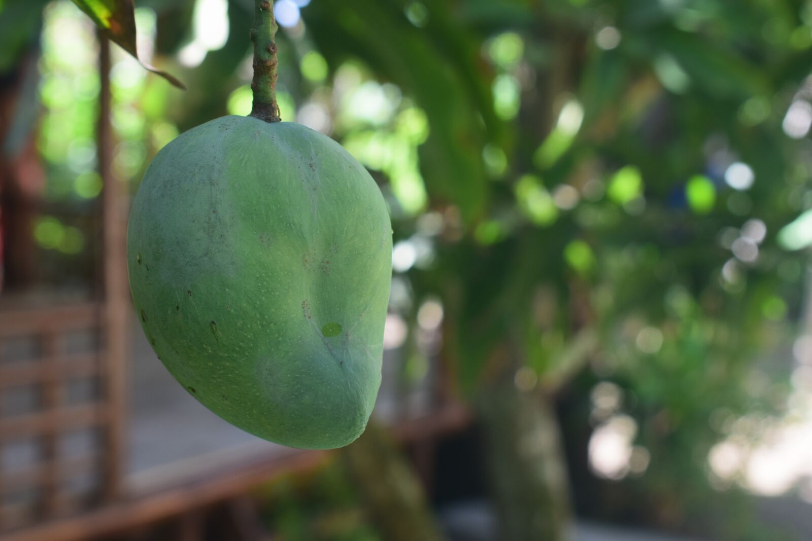 Nikon D3300 sample photo. Mango, leaf, green photography