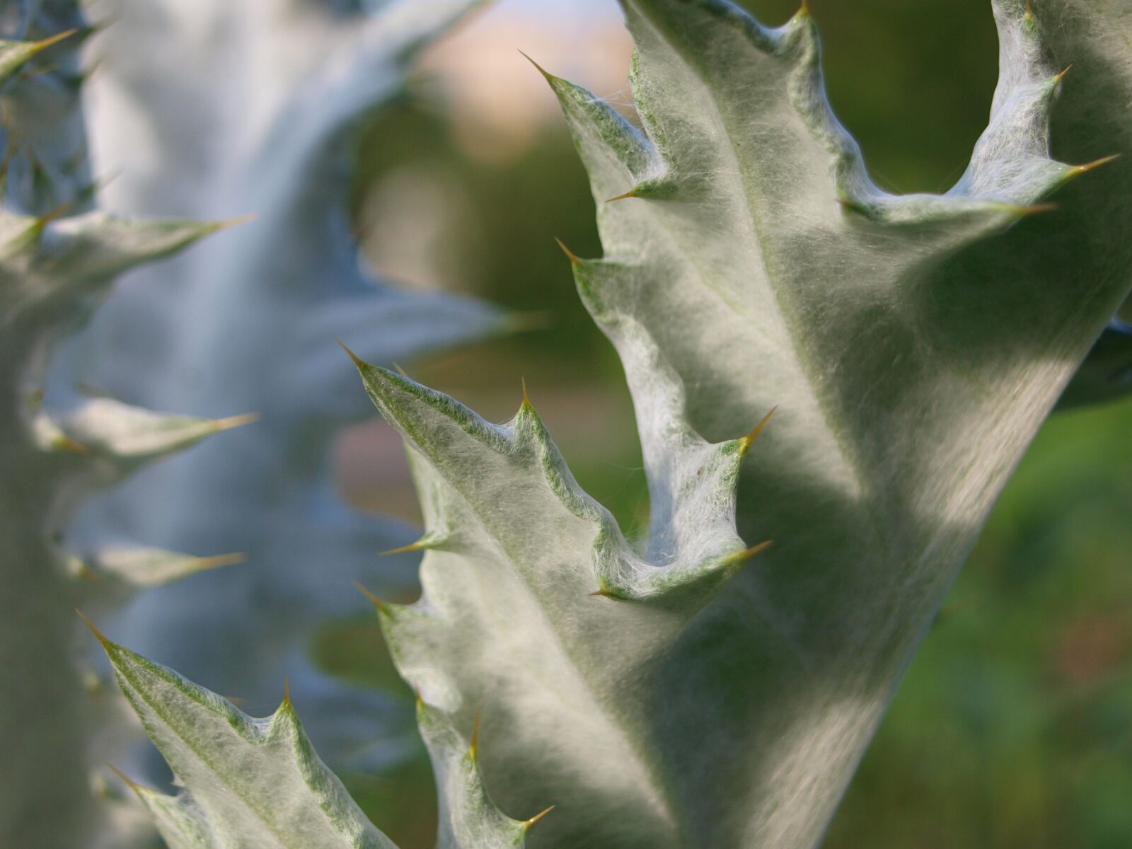 Olympus E-420 (EVOLT E-420) sample photo. Thistle, spur, nature photography
