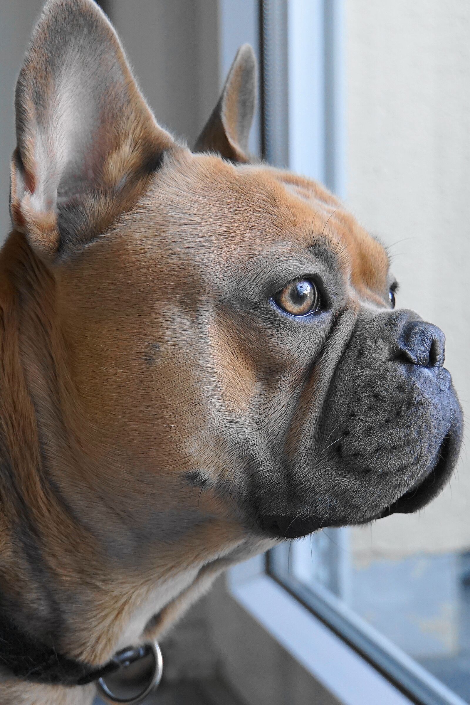 Sony E 18-200mm F3.5-6.3 OSS LE sample photo. French bulldog, dog, animal photography
