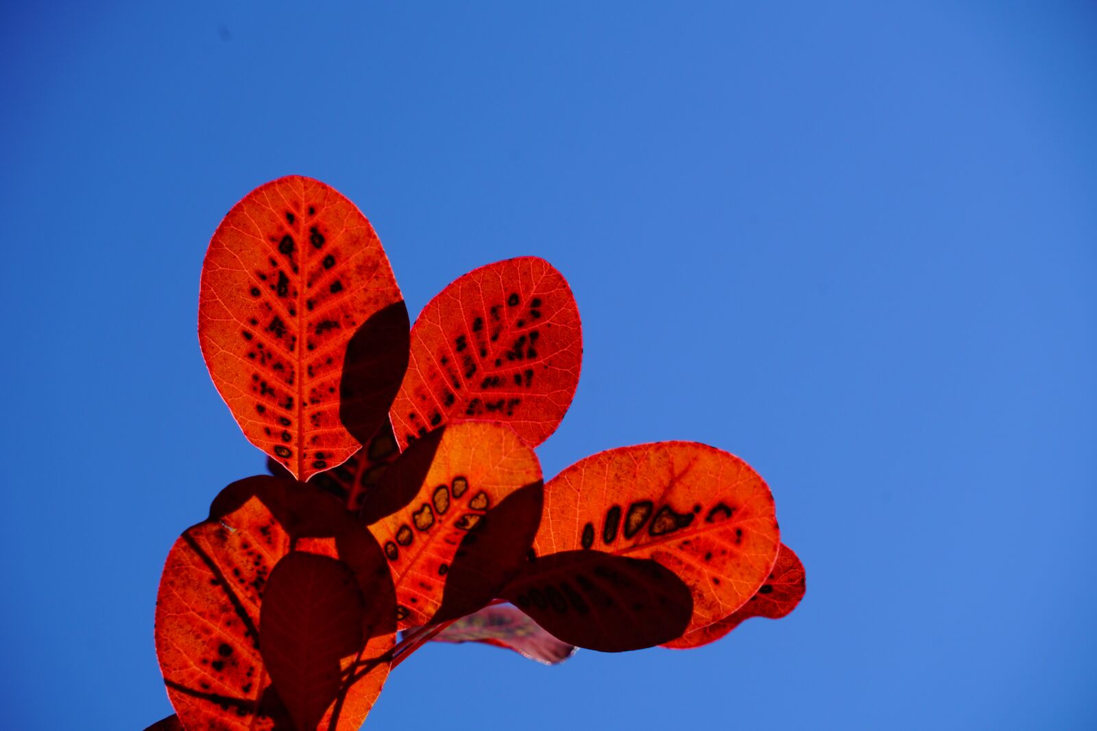 Sony a7R II + Sony FE 24-240mm F3.5-6.3 OSS sample photo. Wig brush, leaves, fall photography