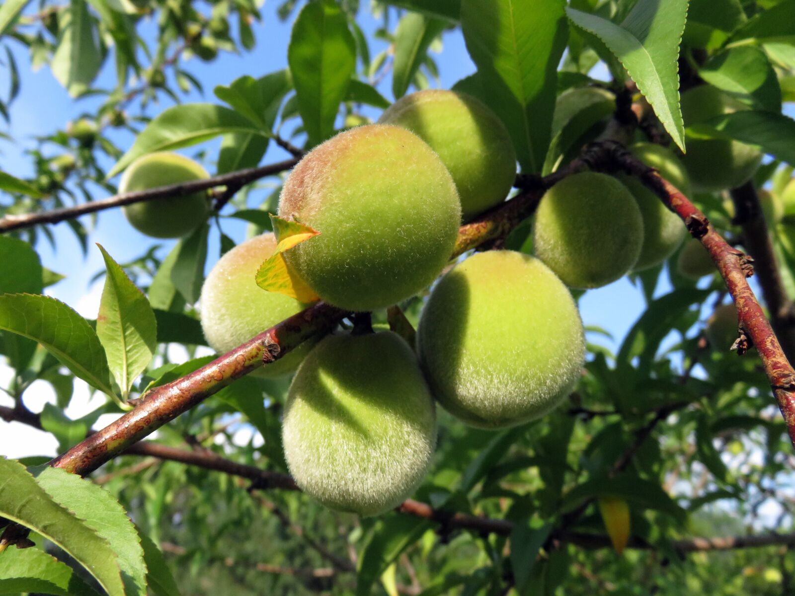 Canon PowerShot SX710 HS sample photo. Peaches, fruit, fuzzy photography