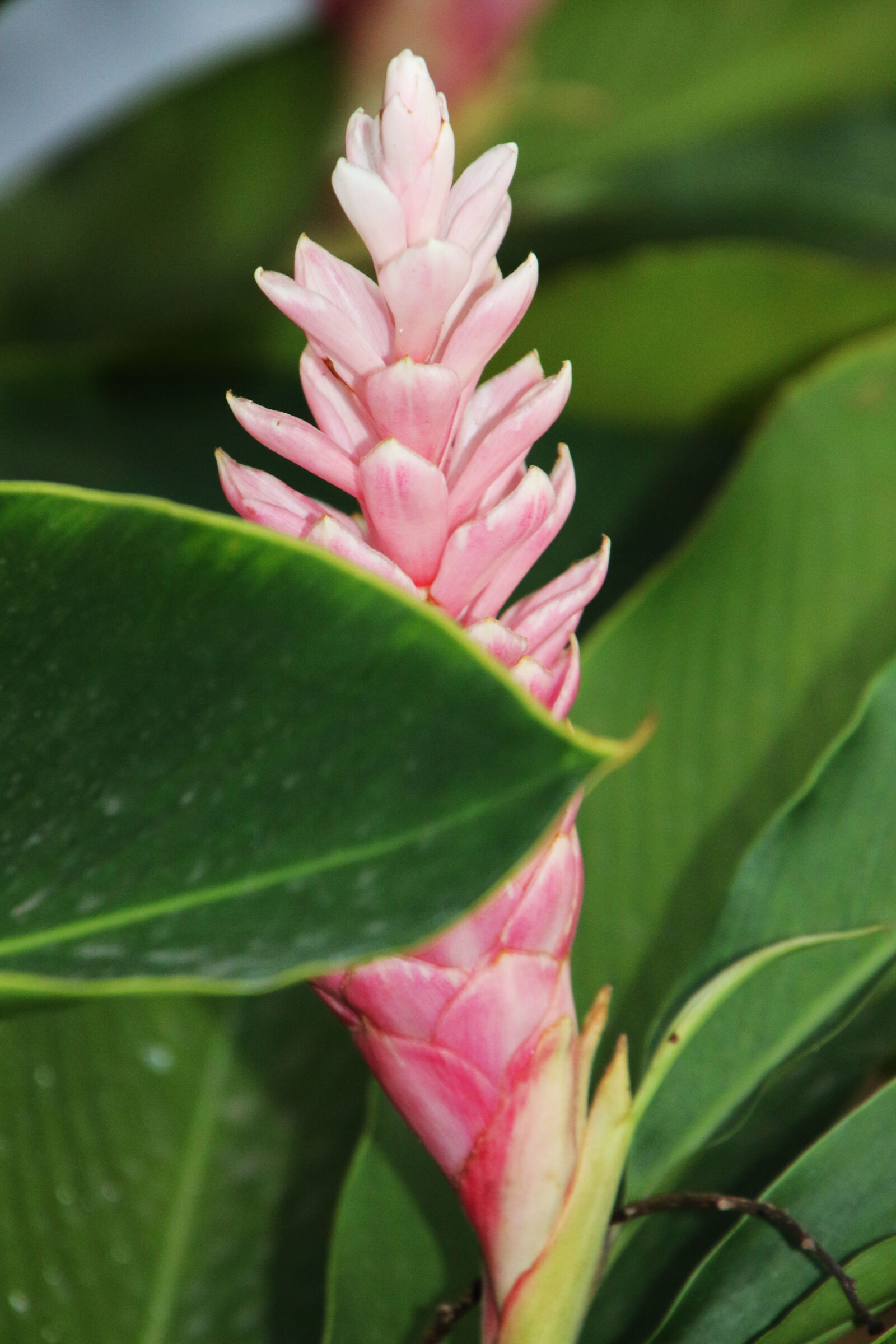 Canon EOS 7D Mark II sample photo. City, flower, garden, green photography