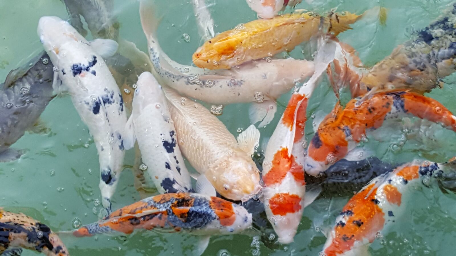 Samsung Galaxy S6 sample photo. Carp, fish, nature photography