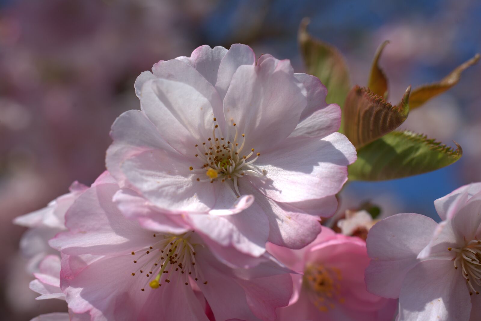 Sony a7 II + Sony FE 50mm F2.8 Macro sample photo. Cherry blossom, cherry, blossom photography