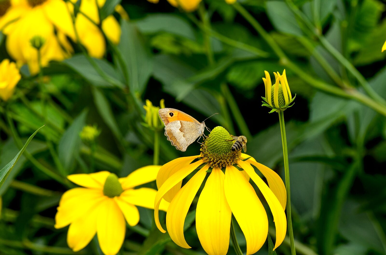 Nikon D7000 sample photo. Coneflower, yellow, blossom photography