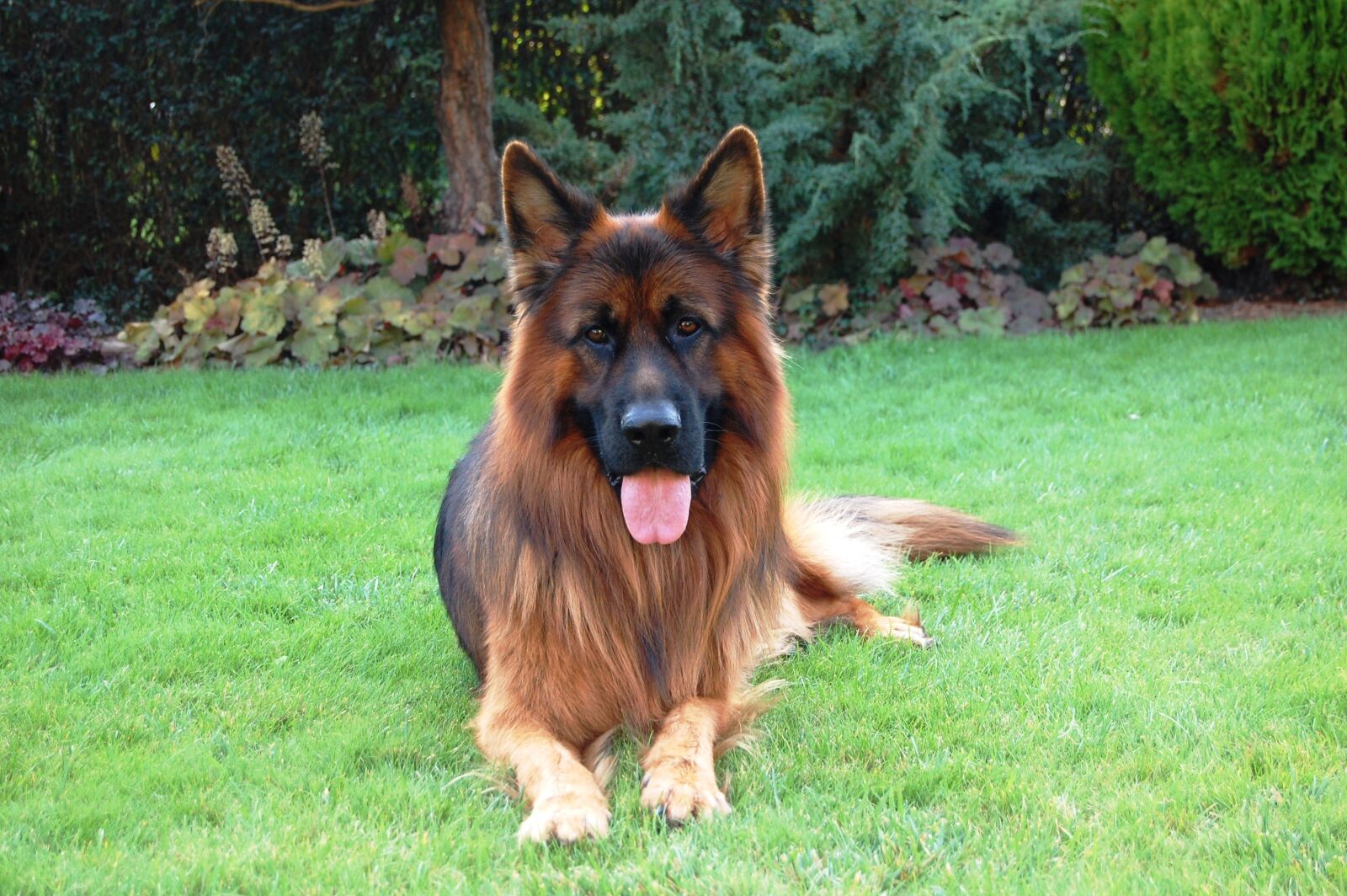 Nikon D40 sample photo. German shepherd, friend, dog photography