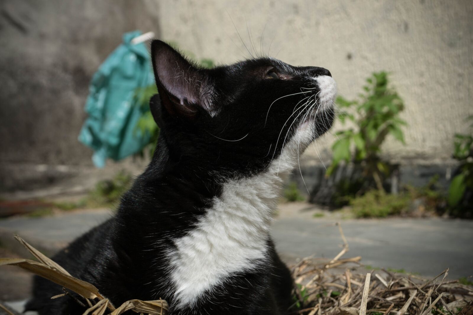 Nikon D3100 sample photo. Cat, pet, domestic photography
