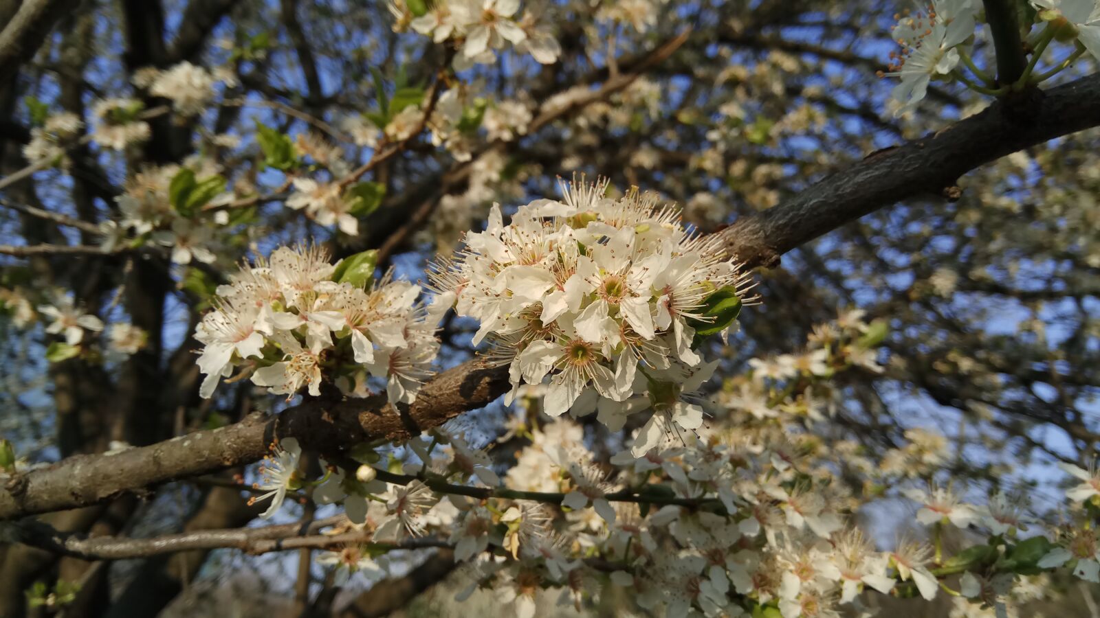 Xiaomi Redmi Pro sample photo. Spring, flowering tree photography