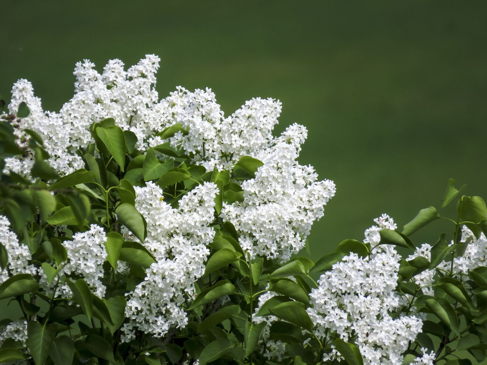 Canon PowerShot SX60 HS sample photo. Lilac, white, flowers photography