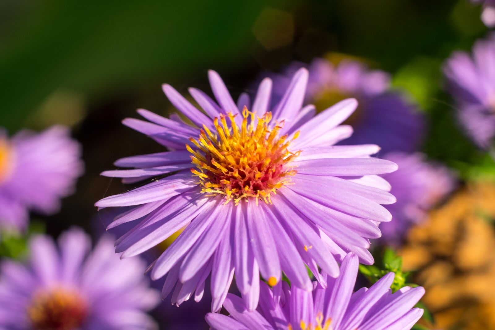 Fujifilm X-T10 sample photo. Flower, aster, trivia photography