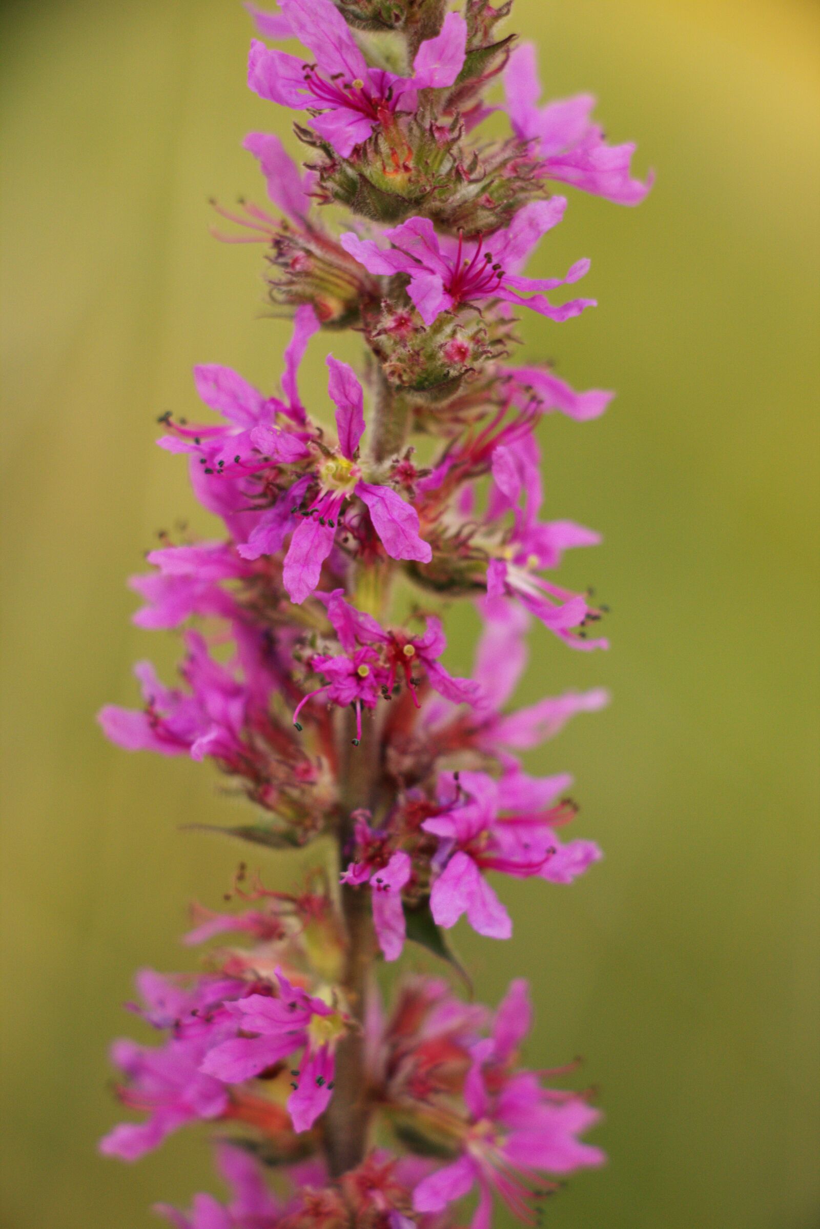 Canon EOS 750D (EOS Rebel T6i / EOS Kiss X8i) sample photo. Flower, nature, romantic photography