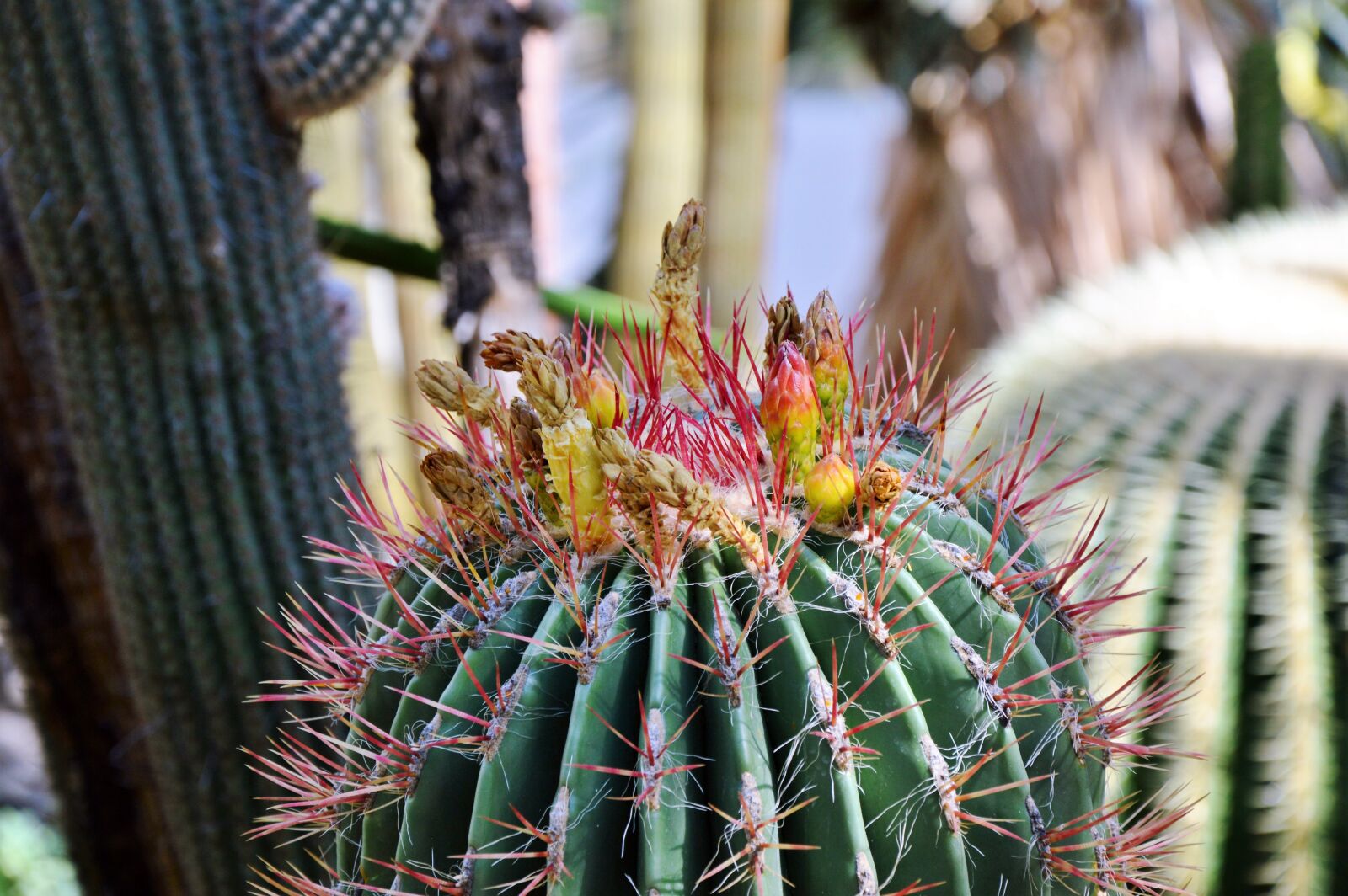 Nikon D3200 sample photo. Cactus, spur, blossom photography