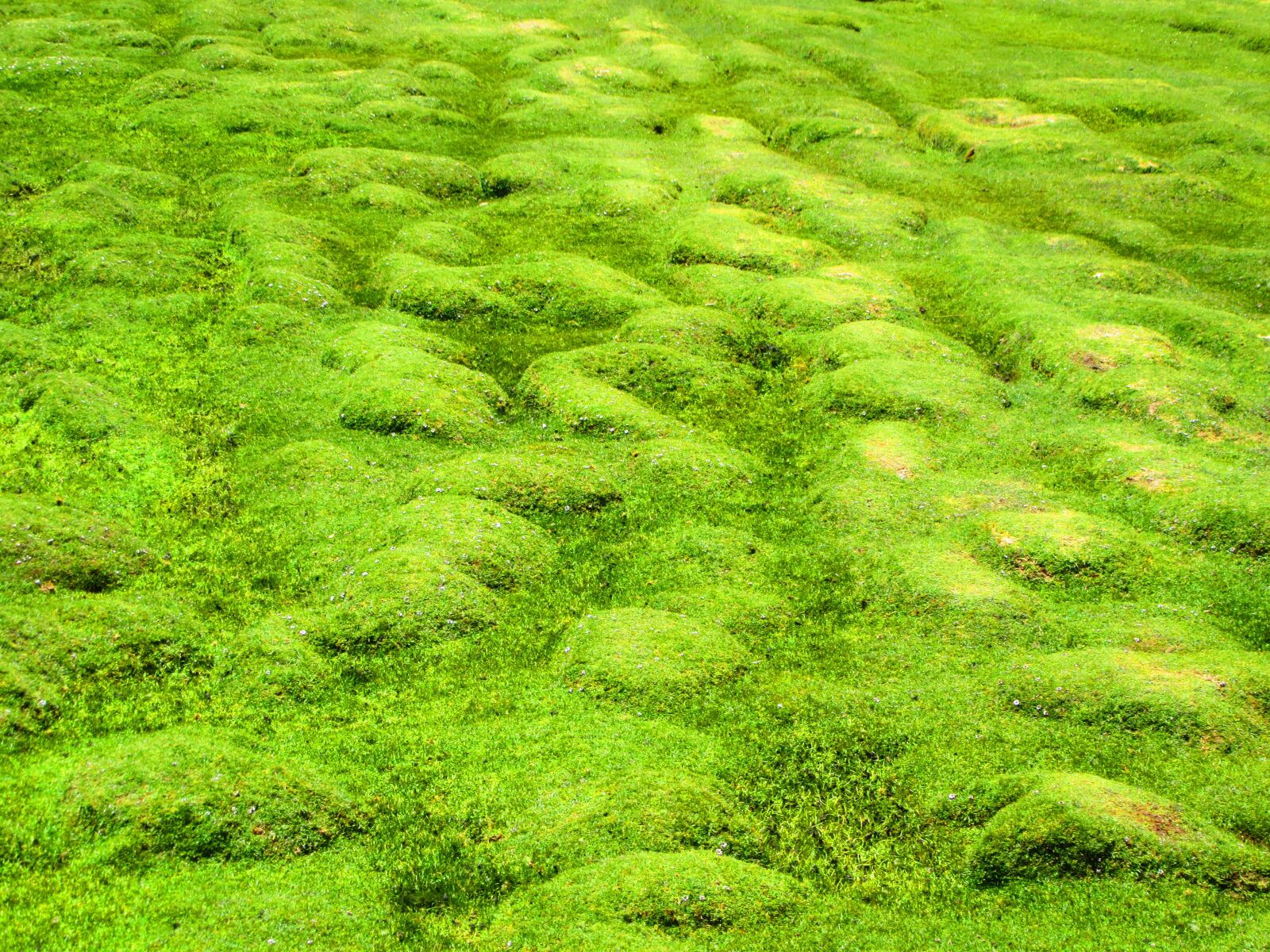 Canon PowerShot SX610 HS sample photo. Grass, green, meadow photography