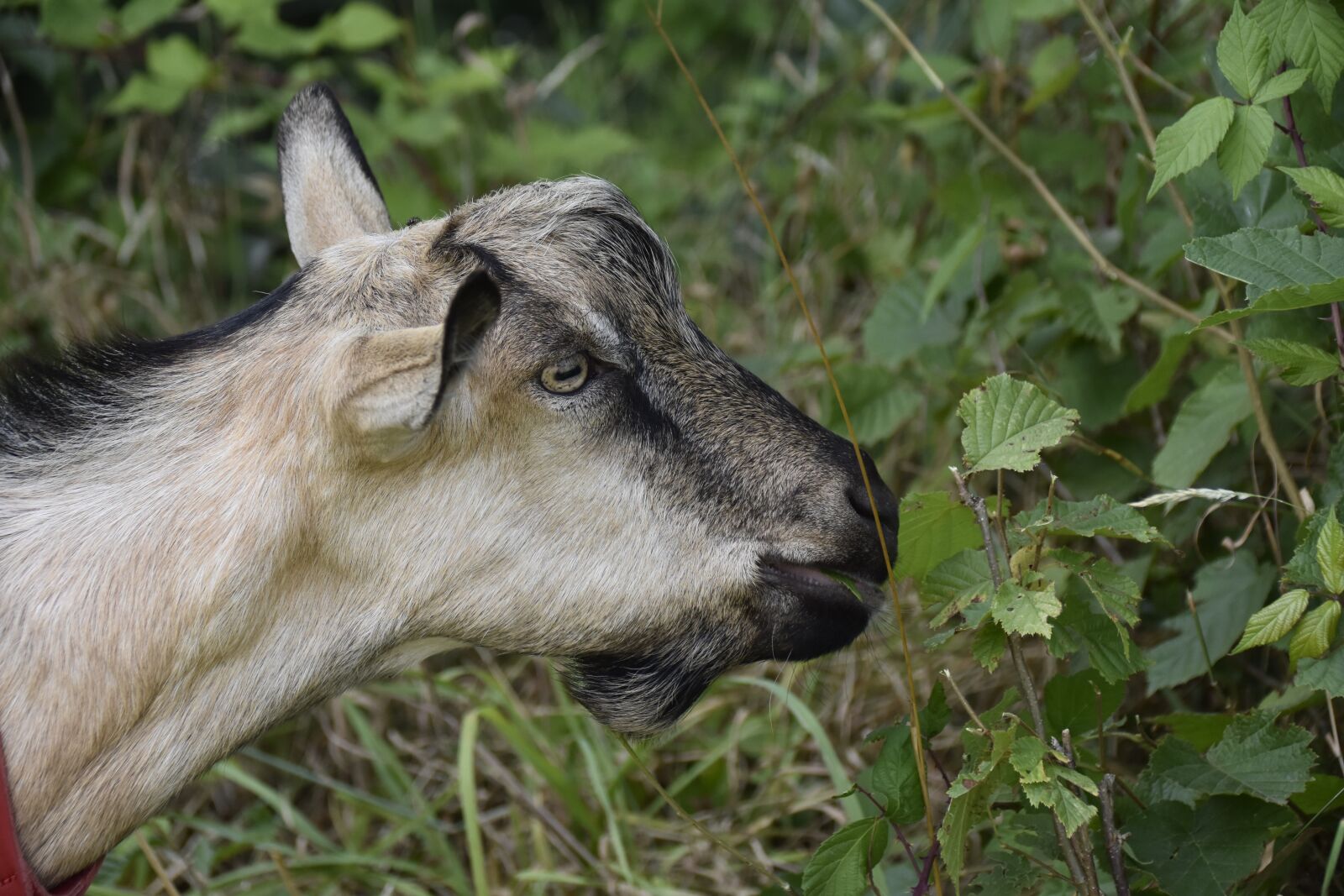 Nikon D5600 sample photo. Goat, goat jupiter, herbivore photography