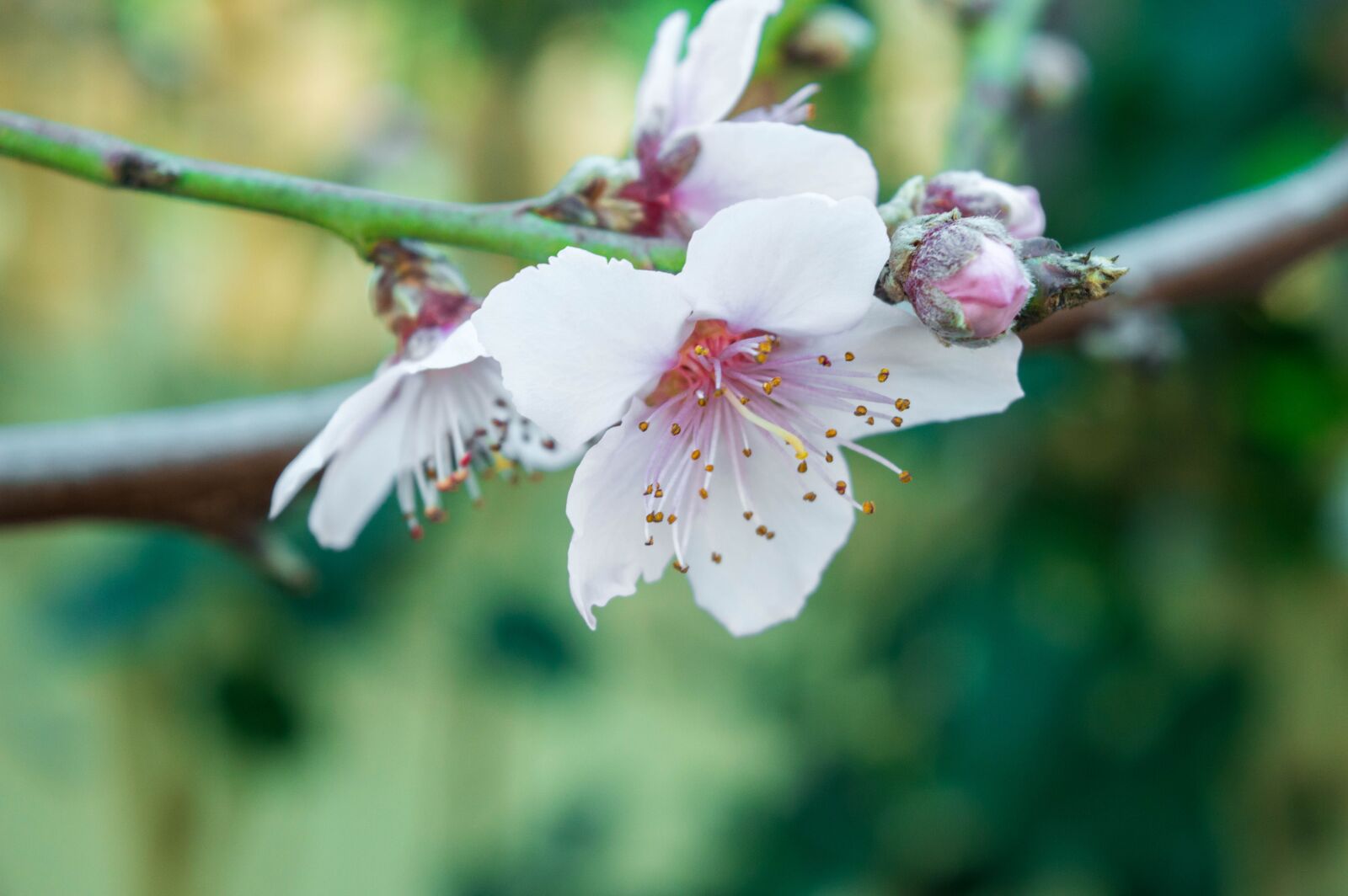 Nikon D3200 sample photo. Flower, nature, green photography