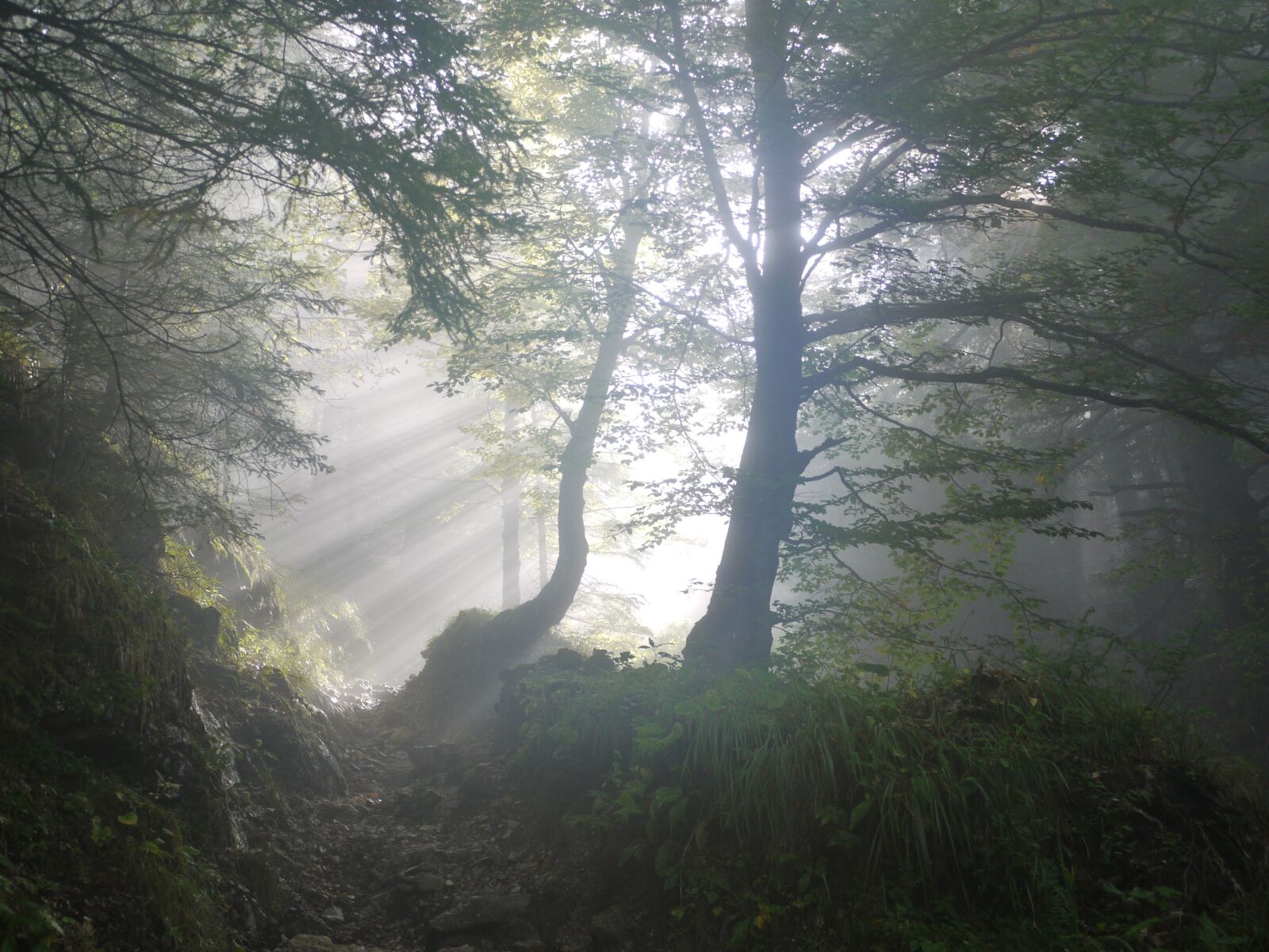 Panasonic Lumix DMC-G1 sample photo. Morning, fog, sunbeam photography