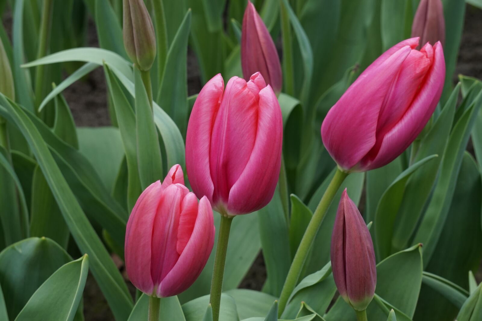 Sony Alpha a5000 (ILCE 5000) + Sony E 55-210mm F4.5-6.3 OSS sample photo. Tulips, holland, red photography