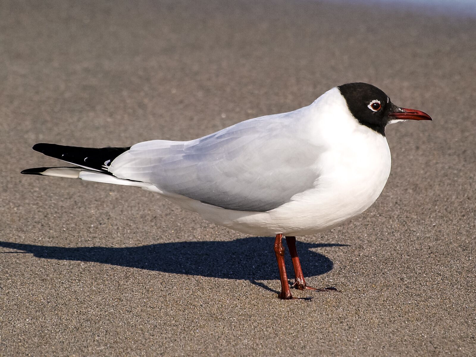 Olympus E-3 sample photo. Black headed gull, seagull photography