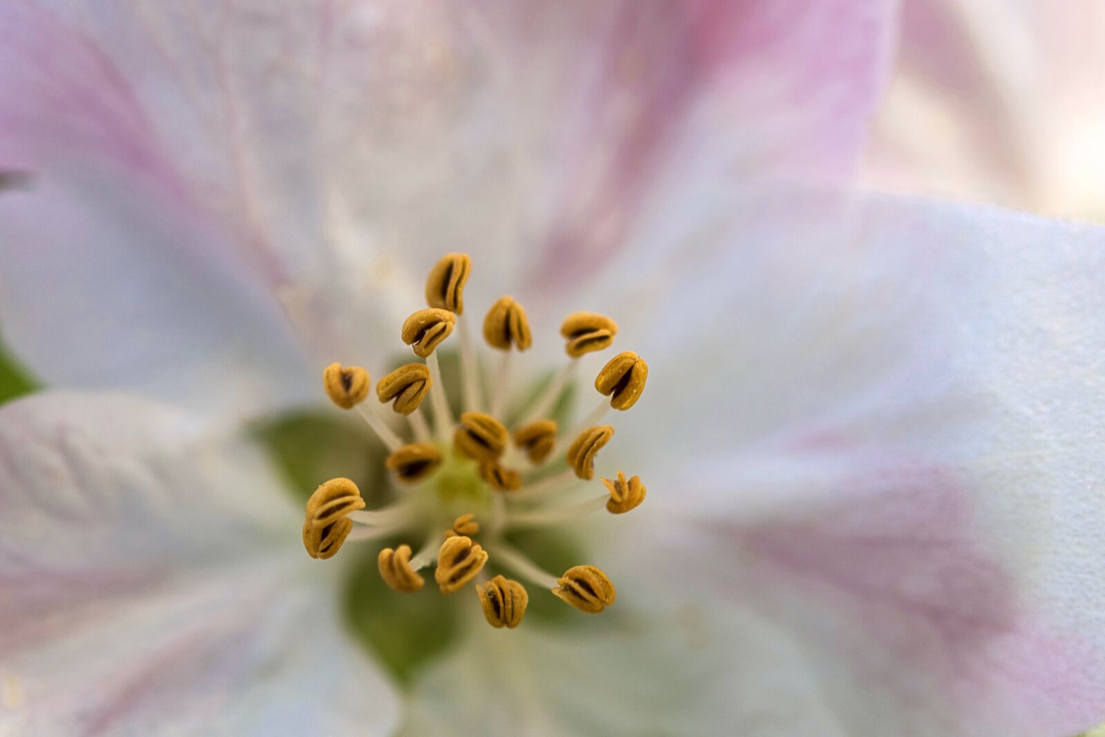 Nikon D7200 sample photo. Apple, spring, nature photography