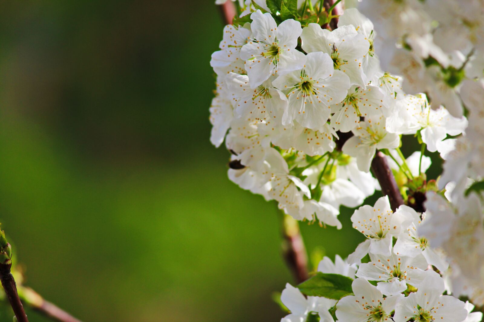 Canon EOS 600D (Rebel EOS T3i / EOS Kiss X5) sample photo. Flower, nature, plant photography