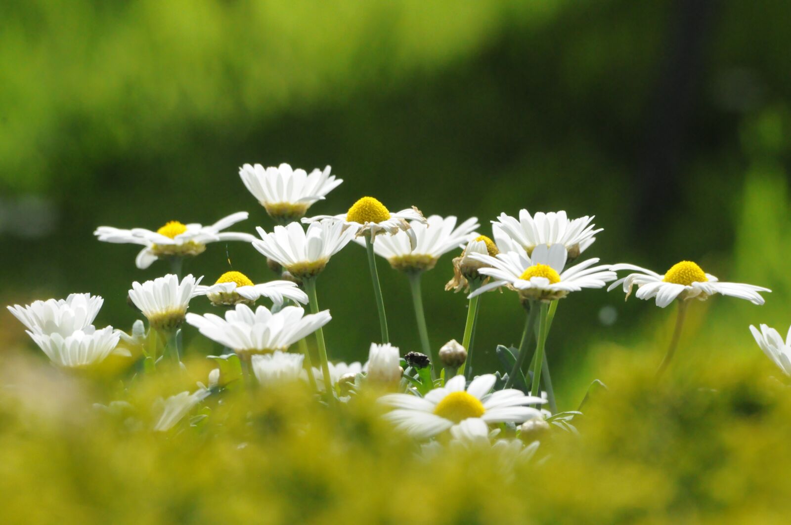 Nikon D5000 sample photo. Flowers, margueritte, marguerittes photography